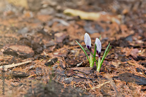 purple crocus in the garden