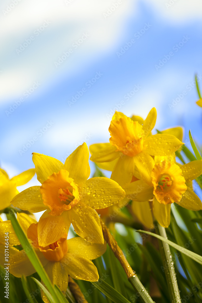Yellow daffodils in the meadow Yellow daffodils in the meadow