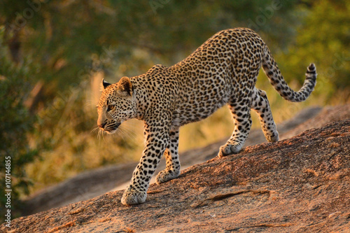 Leopard cub walking down the rocks in the early morning light 