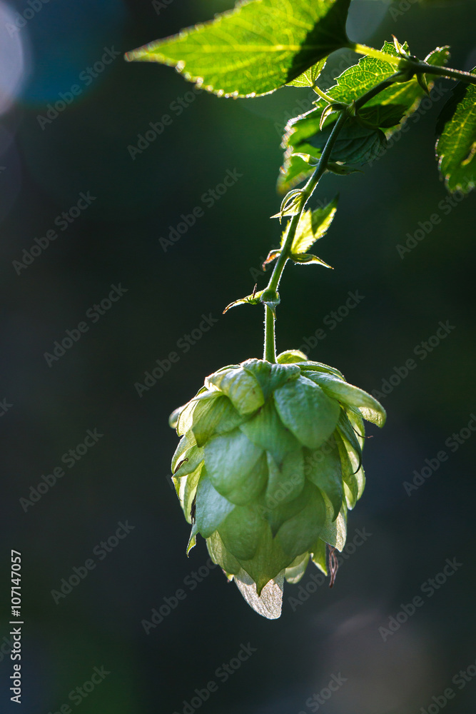 Close-up of a backlit common hop cone Close-up of a backlit common hop cone