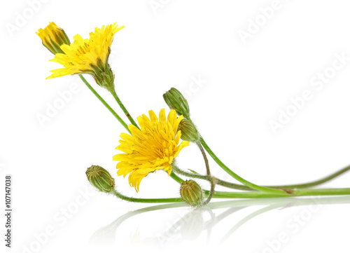 Fototapeta Naklejka Na Ścianę i Meble -  Dandelion