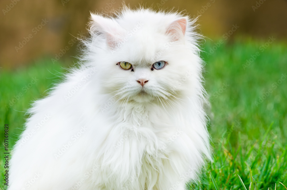 Turkish angora, white cat with different eye color