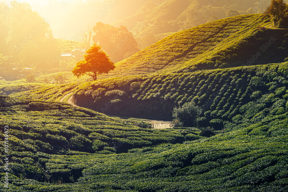 Tea plantation in Cameron highlands, Malaysia. - obrazy, fototapety, plakaty 