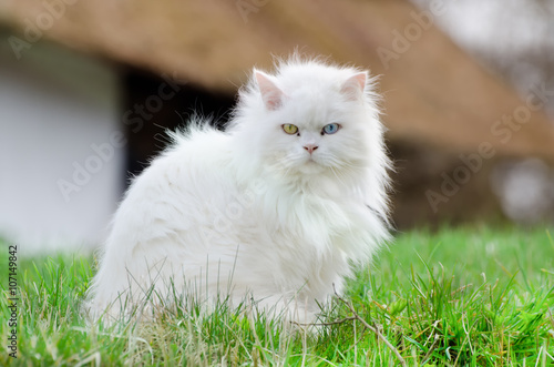 Canvas Print Turkish angora, white cat with different eye color