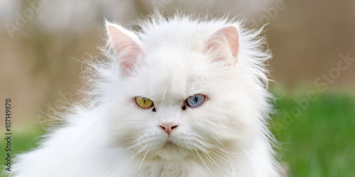 Foto Turkish angora, white cat with different eye color