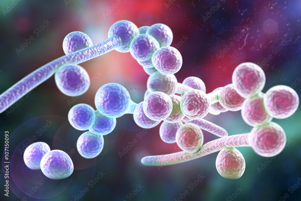 3D illustration of fungi Candida albicans which cause candidiasis ...
