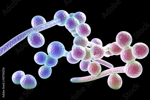 3D illustration of fungi Candida albicans which cause candidiasis, thrush, isolated on black background. Pathological fungus or yeast. Microscopic view. Medical background. Healthcare background