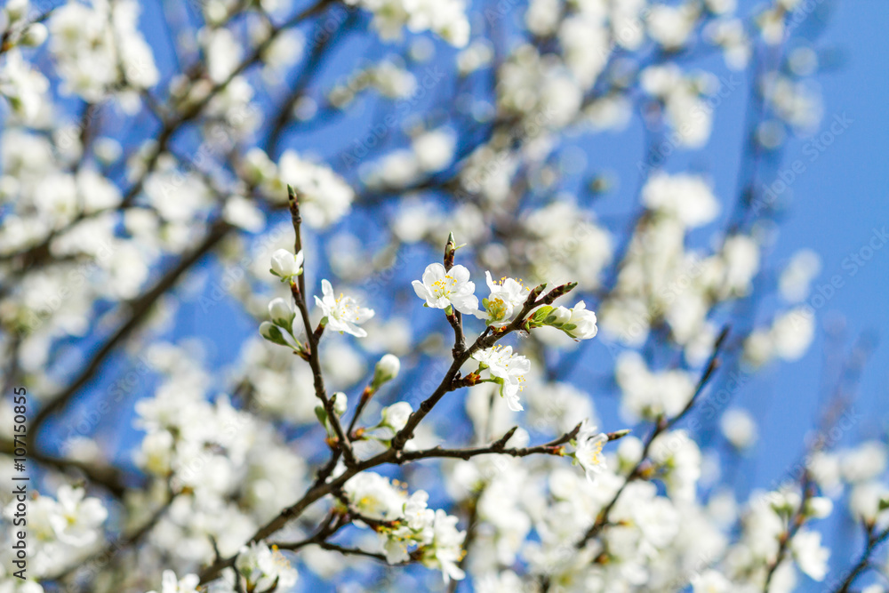 branch of a blossoming tree with beautiful white flowers