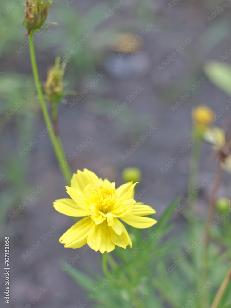 cosmos flower or yellow cosmos cosmos flower or yellow cosmos