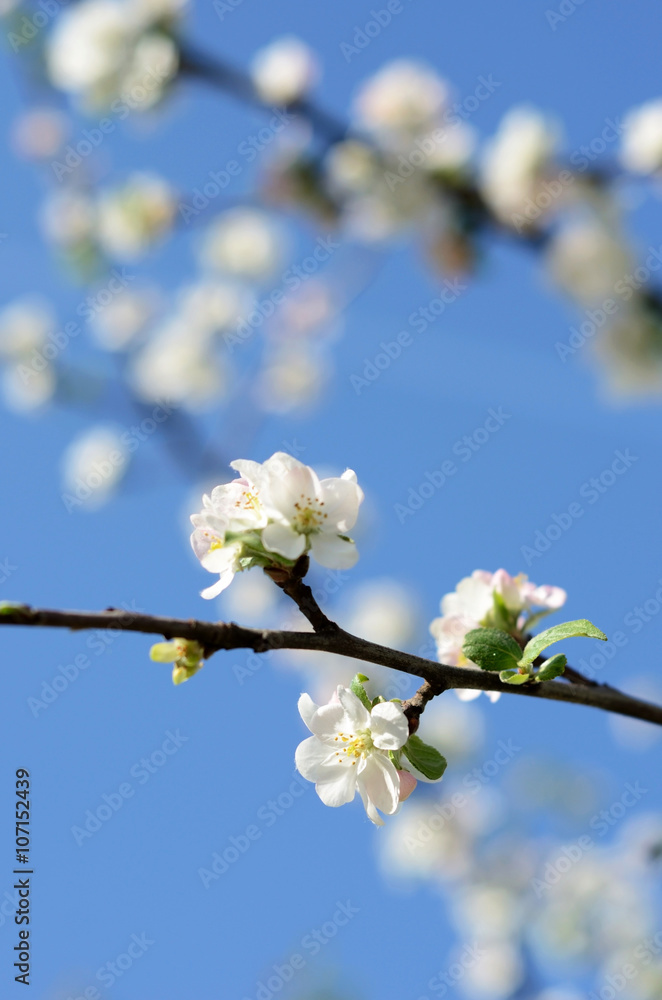 Apple blossoms against the sky on a sunny day in spring Apple blossoms against the sky on a sunny day in spring