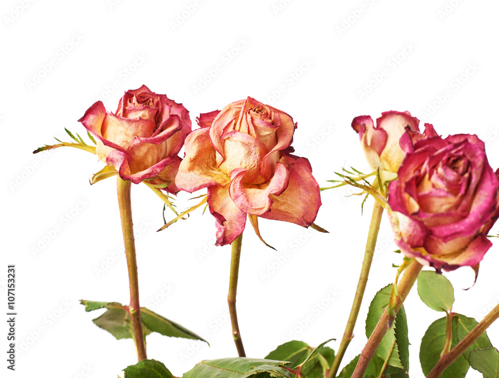 Dried pink roses over the white background Dried pink roses over the white background
