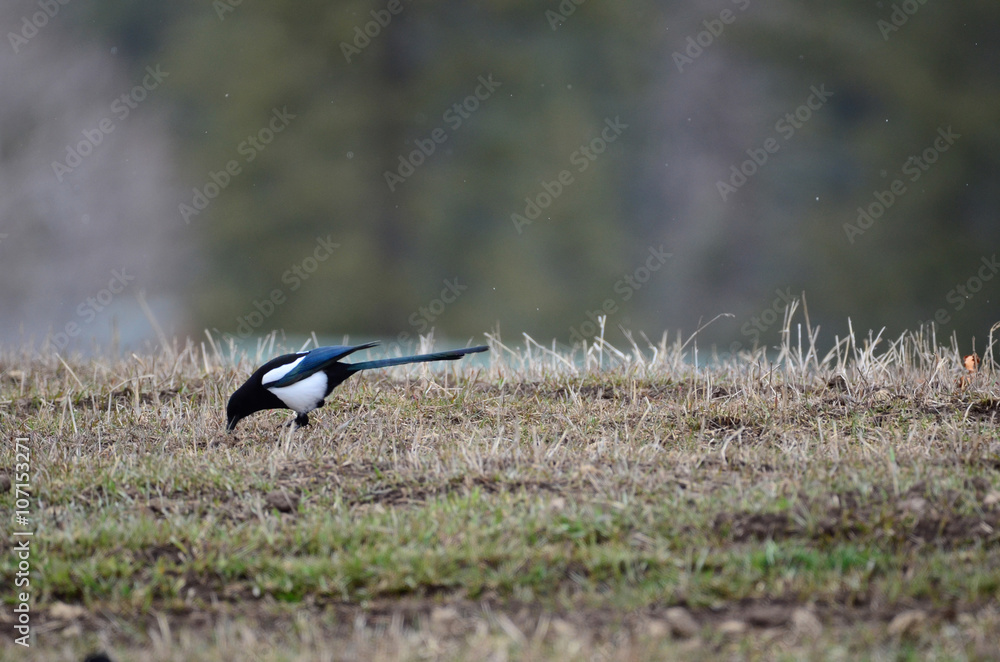 Southwest USA Beautiful Black-billed Magpies are black and white blue-green in the wing and tail. Mostly black with a white patch in the outer wing and two white stripes
Southwest USA Beautiful Black-billed Magpies are black and white blue-green in the wing and tail. Mostly black with a white patch in the outer wing and two white stripes