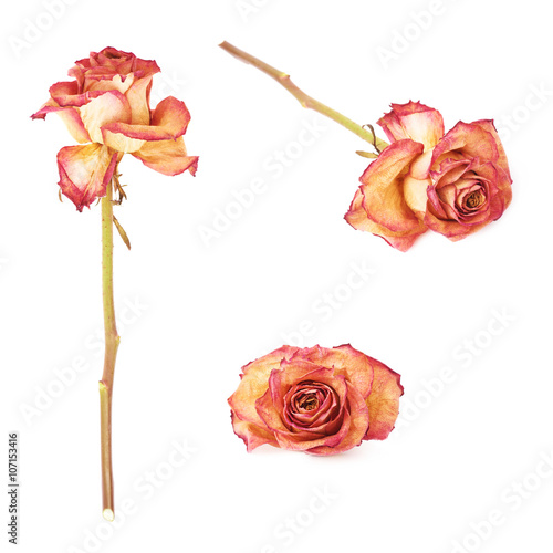 Fototapeta Naklejka Na Ścianę i Meble -  Dried pink rose over the white isolated background