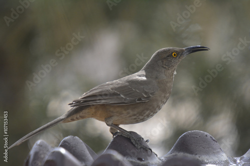 
Southwest USA Beautiful Curve-billed Thrasher Bright yellow orange eyes, Faint spots on chest and belly, Long curved bill. Dull grayish brown all over. Desert bird, it is a non-migratory species