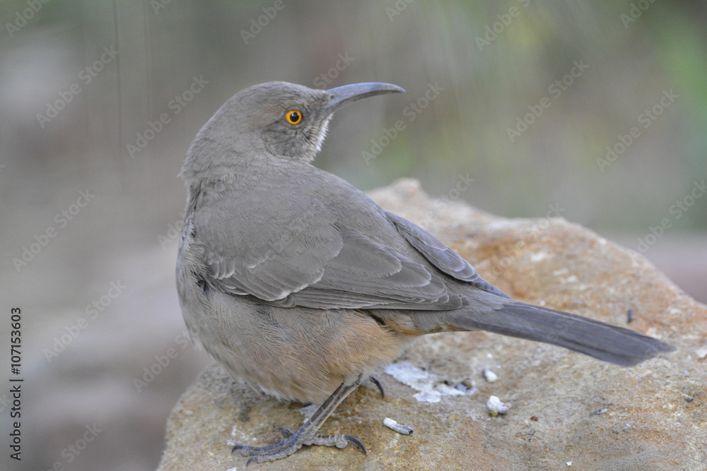 Obraz premium Southwest USA Beautiful Curve-billed Thrasher Bright yellow orange eyes, spots on chest and belly, Desert bird, it is a non-migratory species.