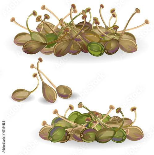 Capers. Hand drawn vector illustration of capers (Capparis spinosa) on white background.