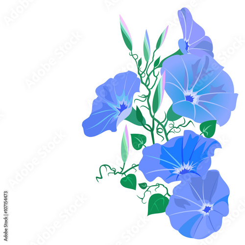 Morning glory vine (Ipomoea tricolor). Hand drawn vector illustration of morning glory blue flowers, buds and twisted vines on white background.