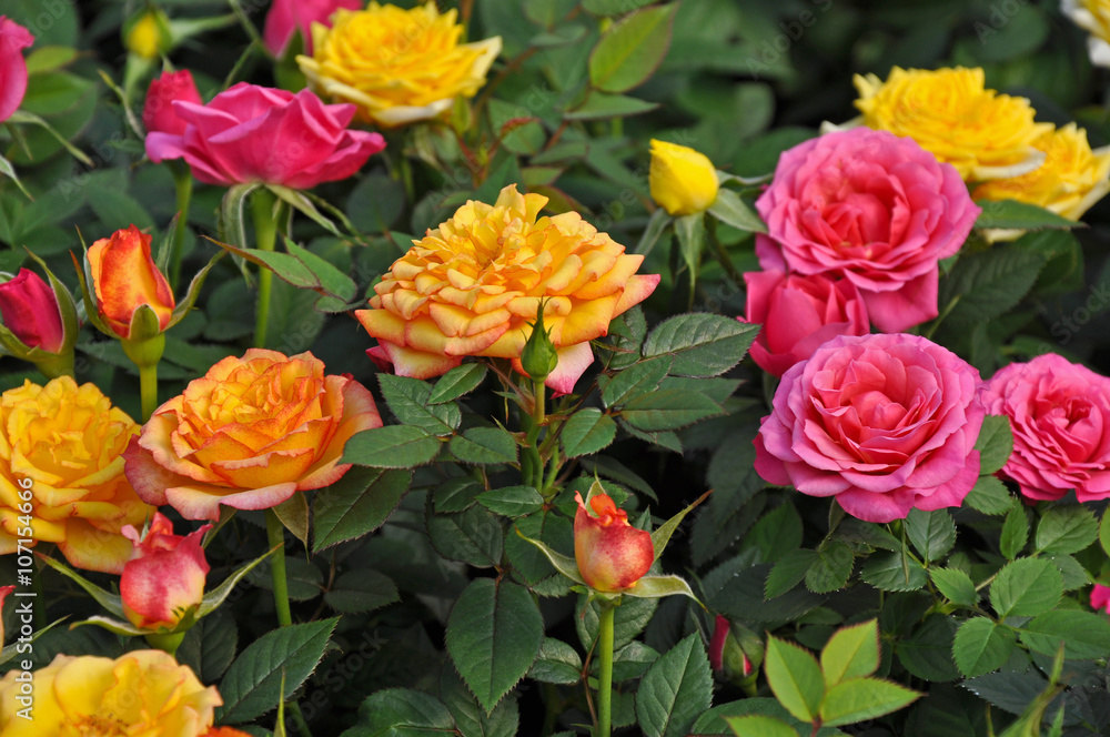 Orange, yellow and pink miniature roses