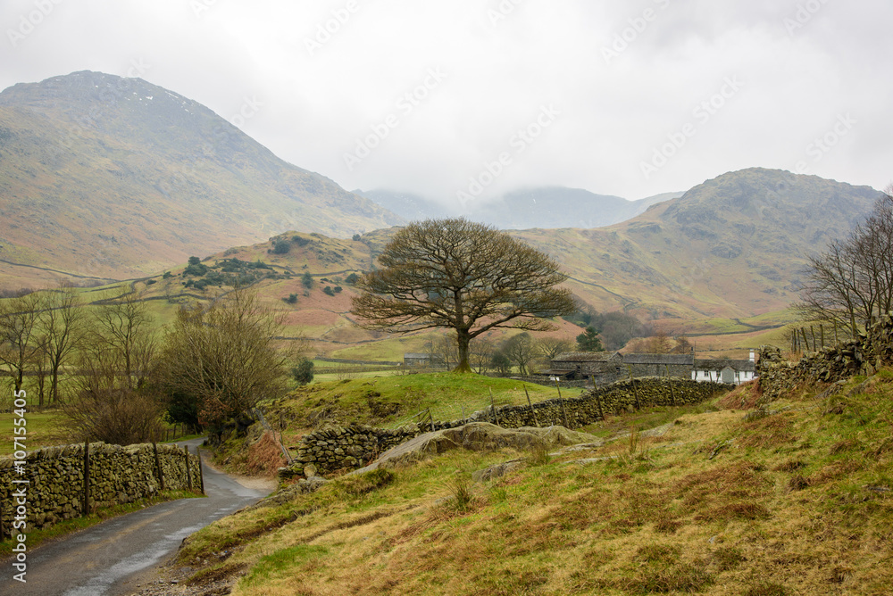 Oak tree, Lake District