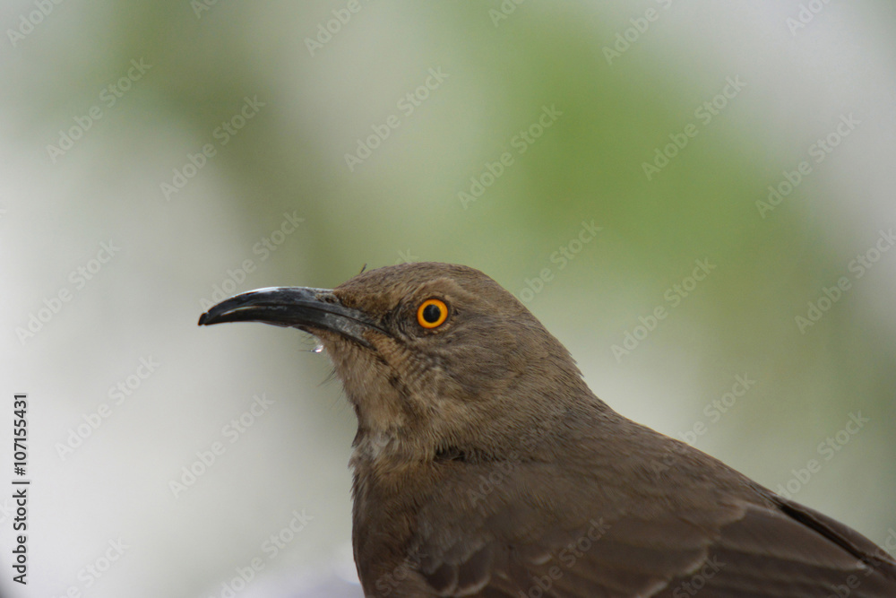 Southwest USA Beautiful Curve-billed Thrasher Bright yellow orange eyes, spots on chest and belly, Desert bird, it is a non-migratory species.
