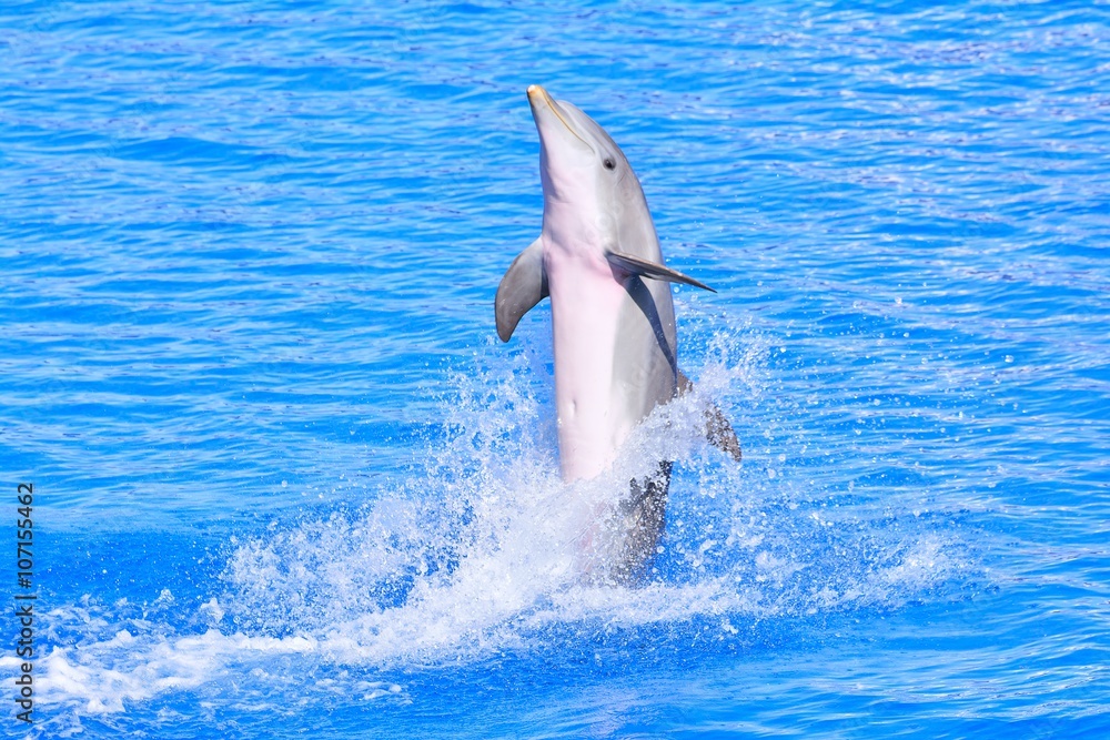 Fototapeta premium Dolphin in bright blue water