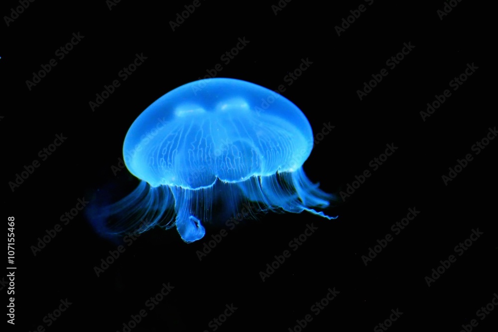 Obraz premium Illuminated blue jellyfish
