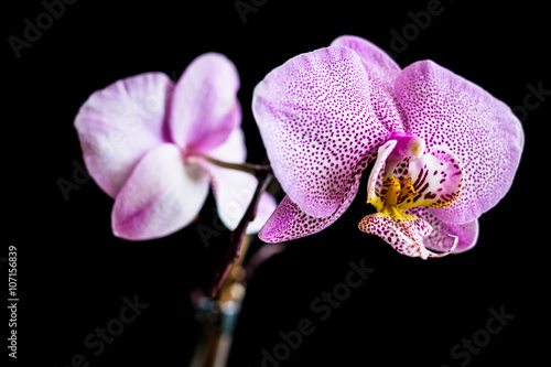 Close up of two pink dotted phalaenopsis orchid flowers