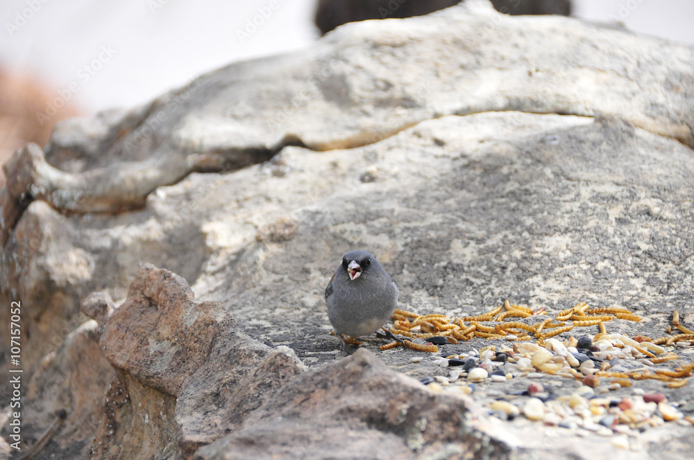 Southwest USA Beautiful Dark-eyed Junco is a medium-sized sparrow with a rounded head a short, stout bill and a fairly long, conspicuous tail. Southwest USA Beautiful Dark-eyed Junco is a medium-sized sparrow with a rounded head a short, stout bill and a fairly long, conspicuous tail.