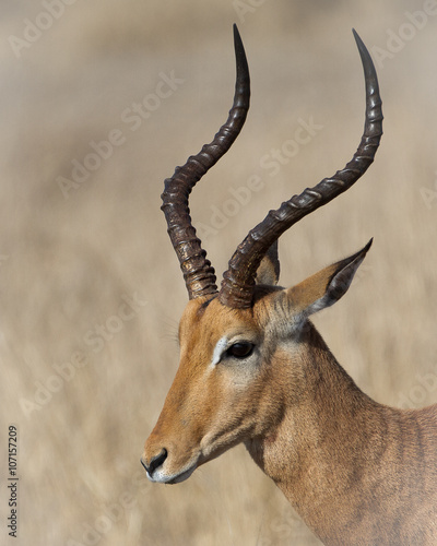 Proud...This beautiful Impala was photographed in Kruger National Park in South Africa