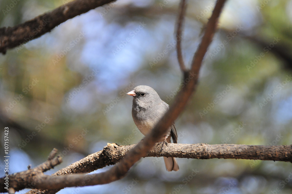 Southwest USA Beautiful Dark-eyed Junco is a medium-sized sparrow with a rounded head a short, stout bill and a fairly long, conspicuous tail. Southwest USA Beautiful Dark-eyed Junco is a medium-sized sparrow with a rounded head a short, stout bill and a fairly long, conspicuous tail.
