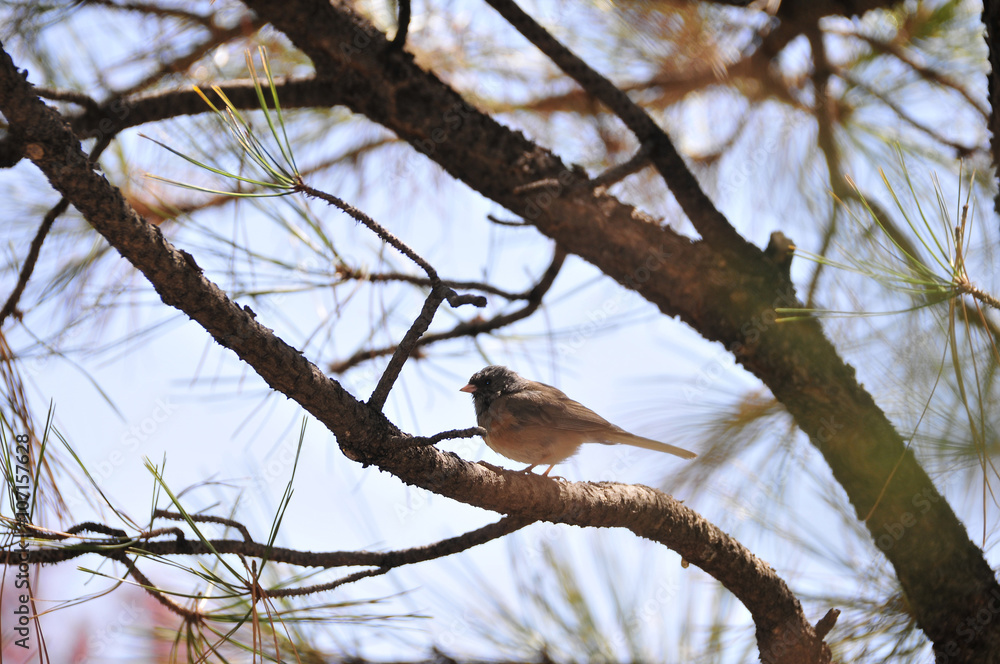 Southwest USA Beautiful Dark-eyed Junco is a medium-sized sparrow with a rounded head a short, stout bill and a fairly long, conspicuous tail. Southwest USA Beautiful Dark-eyed Junco is a medium-sized sparrow with a rounded head a short, stout bill and a fairly long, conspicuous tail.