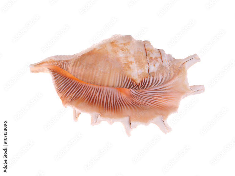 seashell on a white background