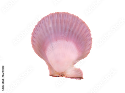 seashell on a white background