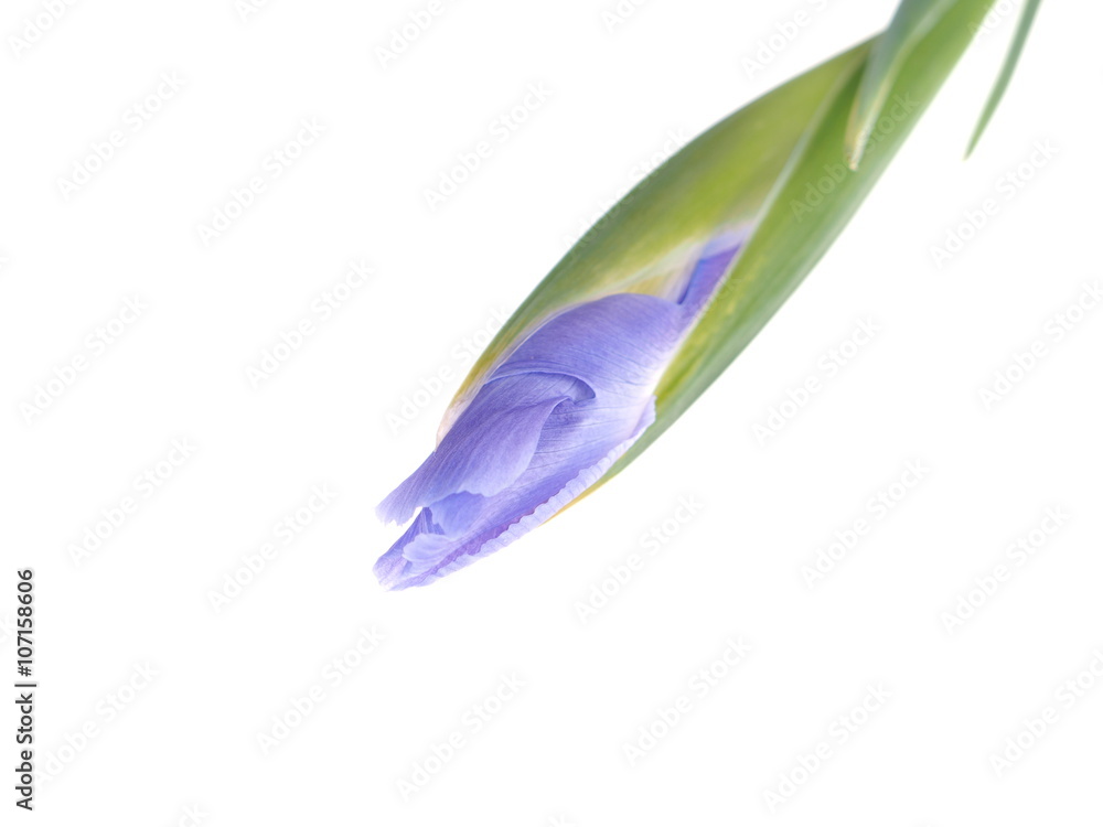 irises on a white background irises on a white background