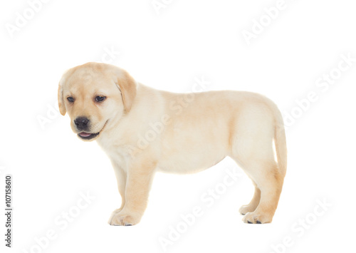 Fototapeta Naklejka Na Ścianę i Meble -  Labrador puppy standing on a white background isolated
