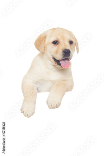 funny labrador puppy on a white background isolated
