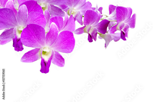 beautiful purple Thai orchid flower on isolated white background 