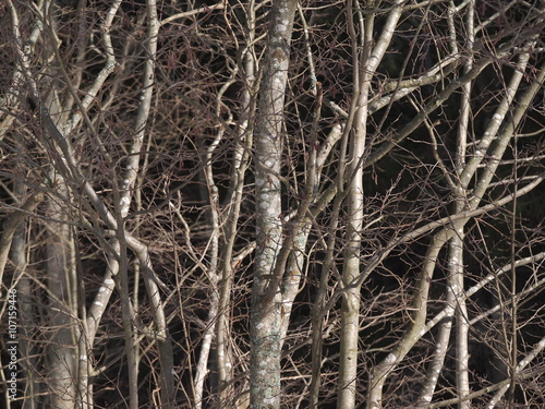 Fototapeta Naklejka Na Ścianę i Meble -  alder trunks in a forest