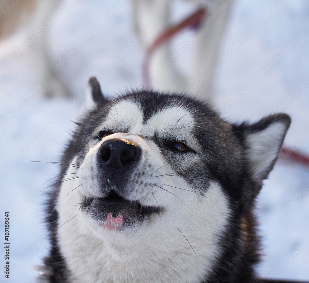 Obraz premium husky in the forest
