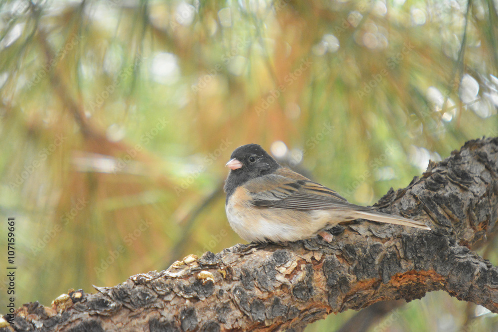 Obraz premium New Mexico Colorful wild bird on a pine tree branch in the woodland near the forest