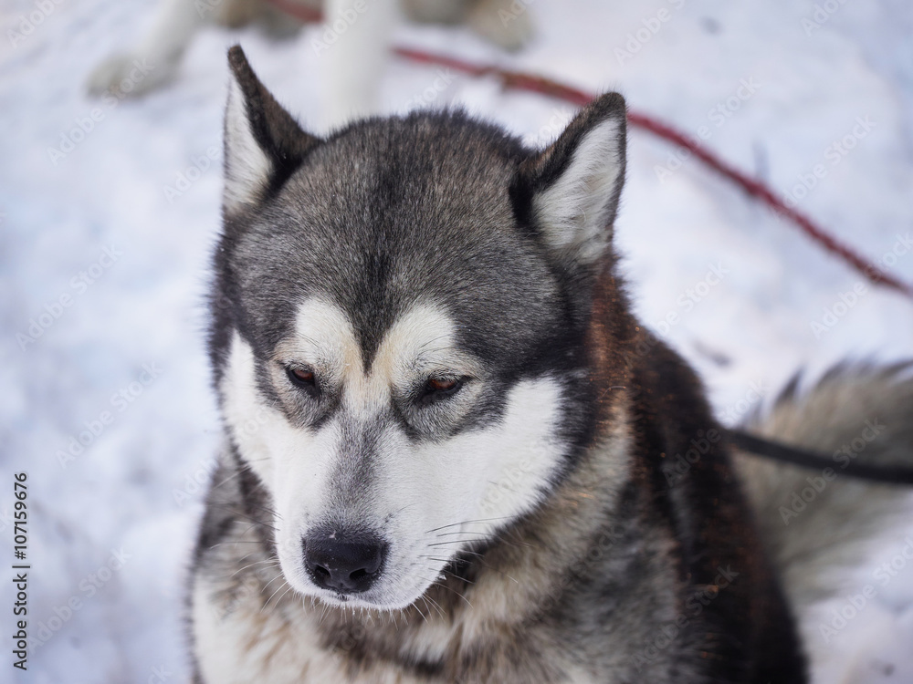 husky in the forest