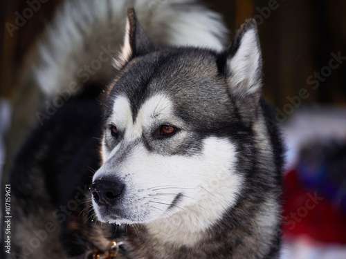 husky in the forest