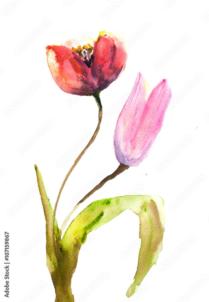 Tulip flowers on white, watercolor hand painted Tulip flowers on white, watercolor hand painted
