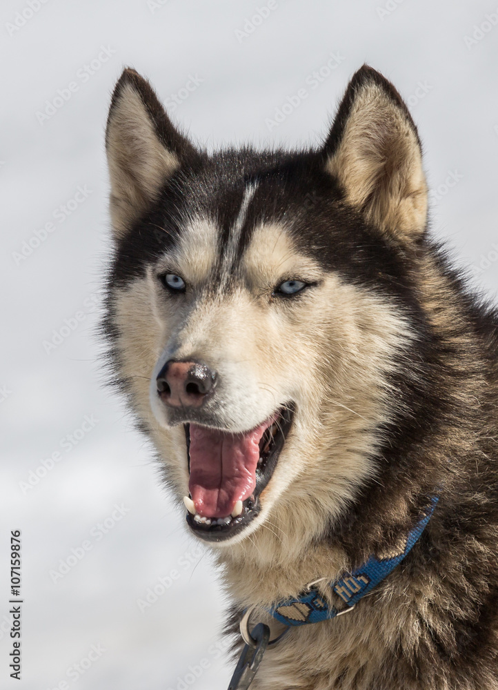 Obraz premium Chien de traîneau