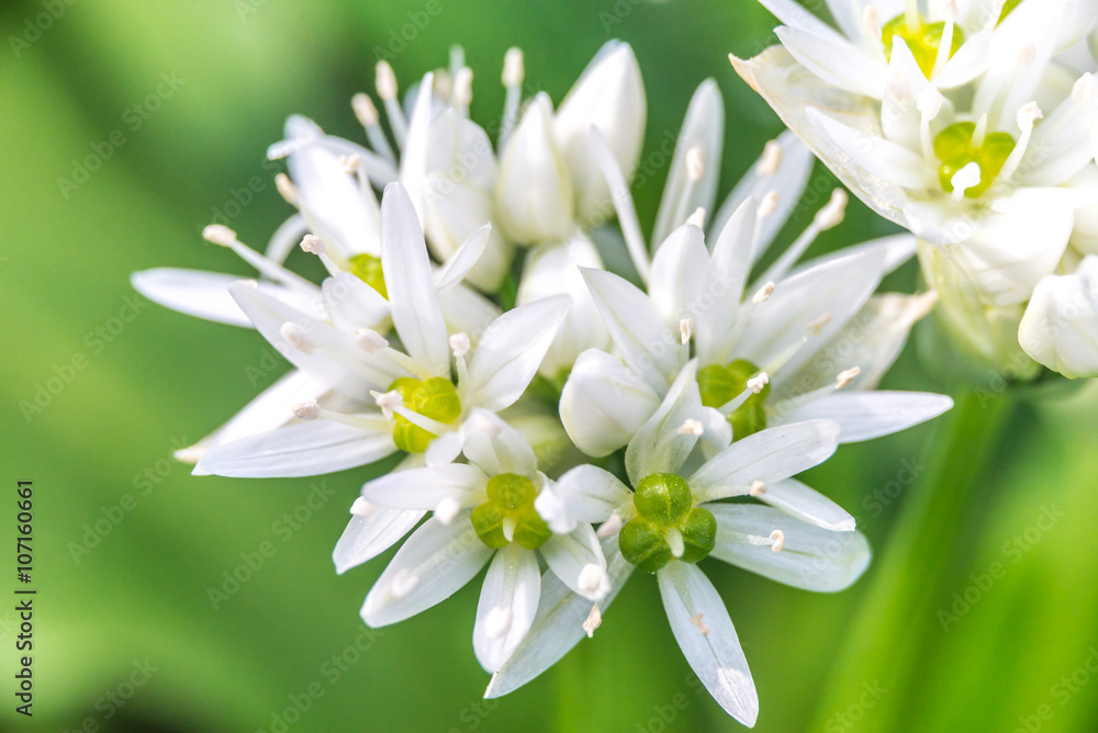 Wild Garlic (Allium ursinum) blossom at spring Wild Garlic (Allium ursinum) blossom at spring