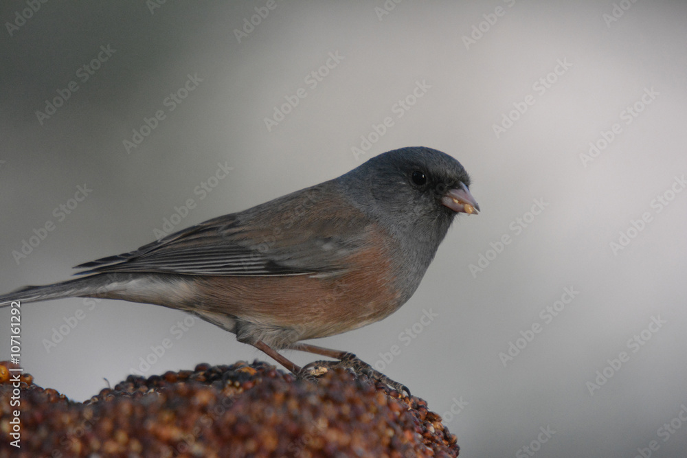 Southwest USA Beautiful Dark-eyed Junco is a medium-sized sparrow with a rounded head a short, stout bill and a fairly long, conspicuous tail. Southwest USA Beautiful Dark-eyed Junco is a medium-sized sparrow with a rounded head a short, stout bill and a fairly long, conspicuous tail.