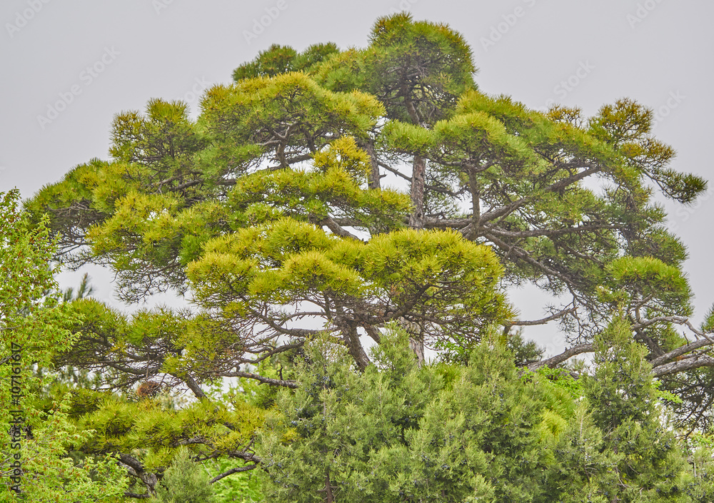 Fototapeta premium Trees in the mountains