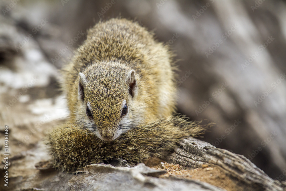Obraz premium Smith’s bush squirrel in Kruger National park, South Africa