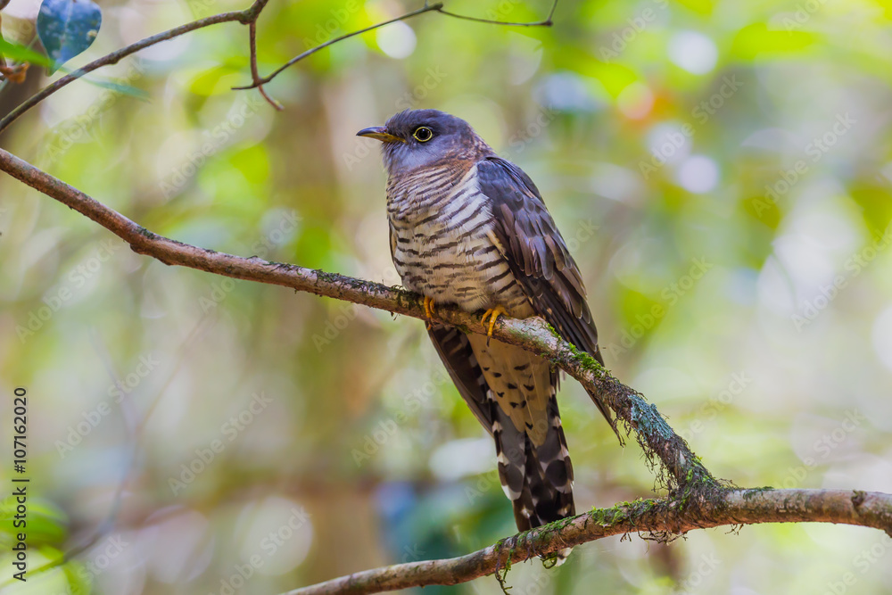 Close up of Himalayan Cuckoo(Cuculus saturatus) Close up of Himalayan Cuckoo(Cuculus saturatus)