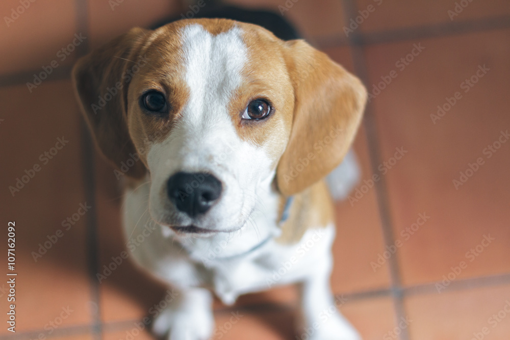 Cute Beagle puppy dog sitting indoors and looking on camera